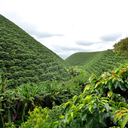 Colombia Papayo 4.webp