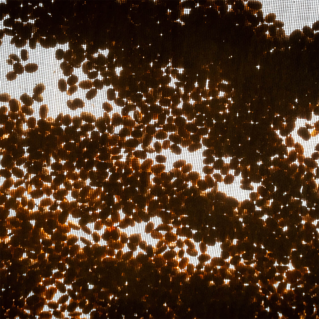 Colombia Papayo 1.webp