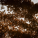 Colombia Papayo 1.webp