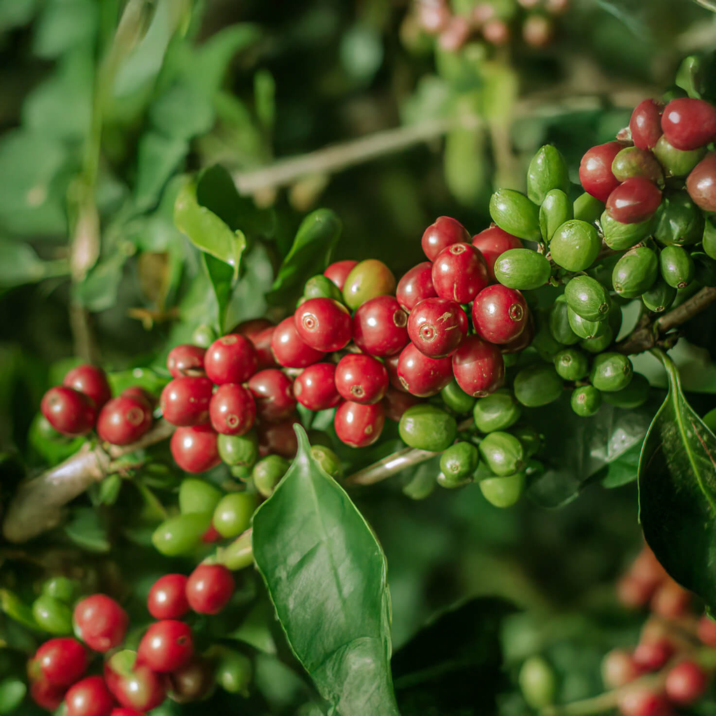 Colombia Papayo 2.webp