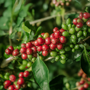 Colombia Papayo 2.webp