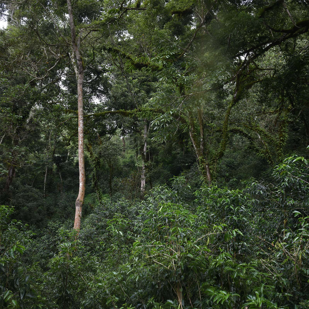 Etiopia GS 3.webp