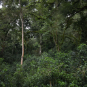 Etiopia GS 3.webp