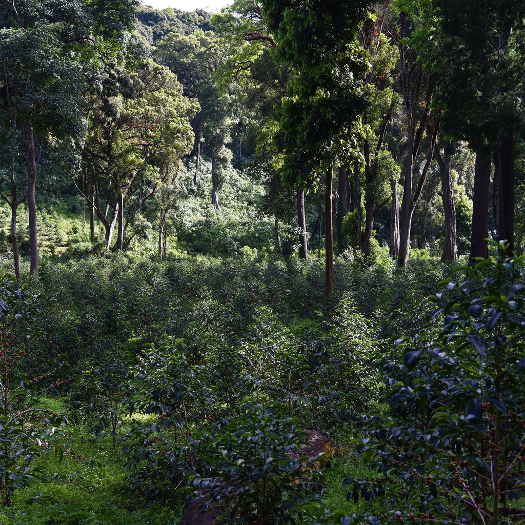 Etiopia Banko Gotiti 1.webp