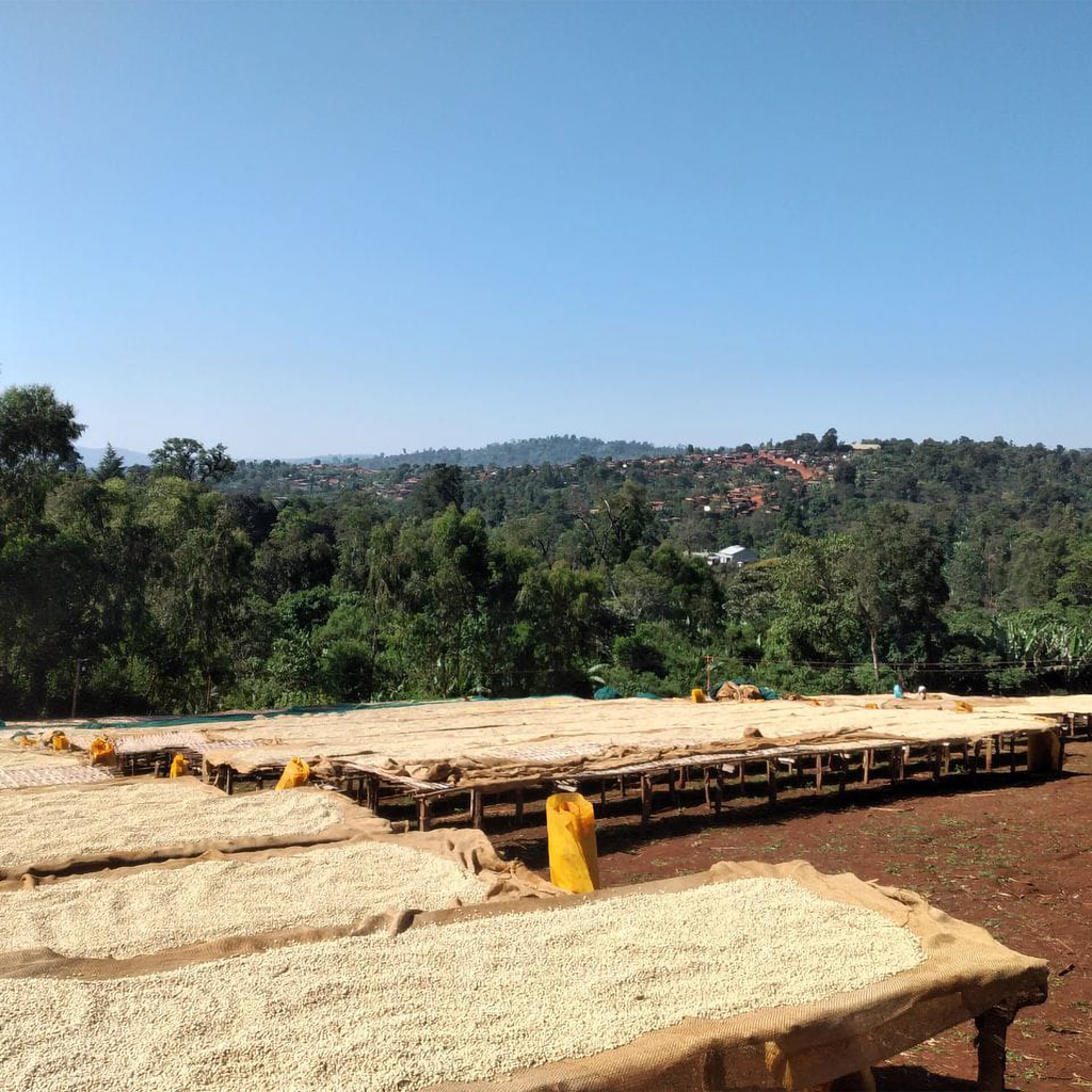 Etiopia Banko Gotiti 2.webp
