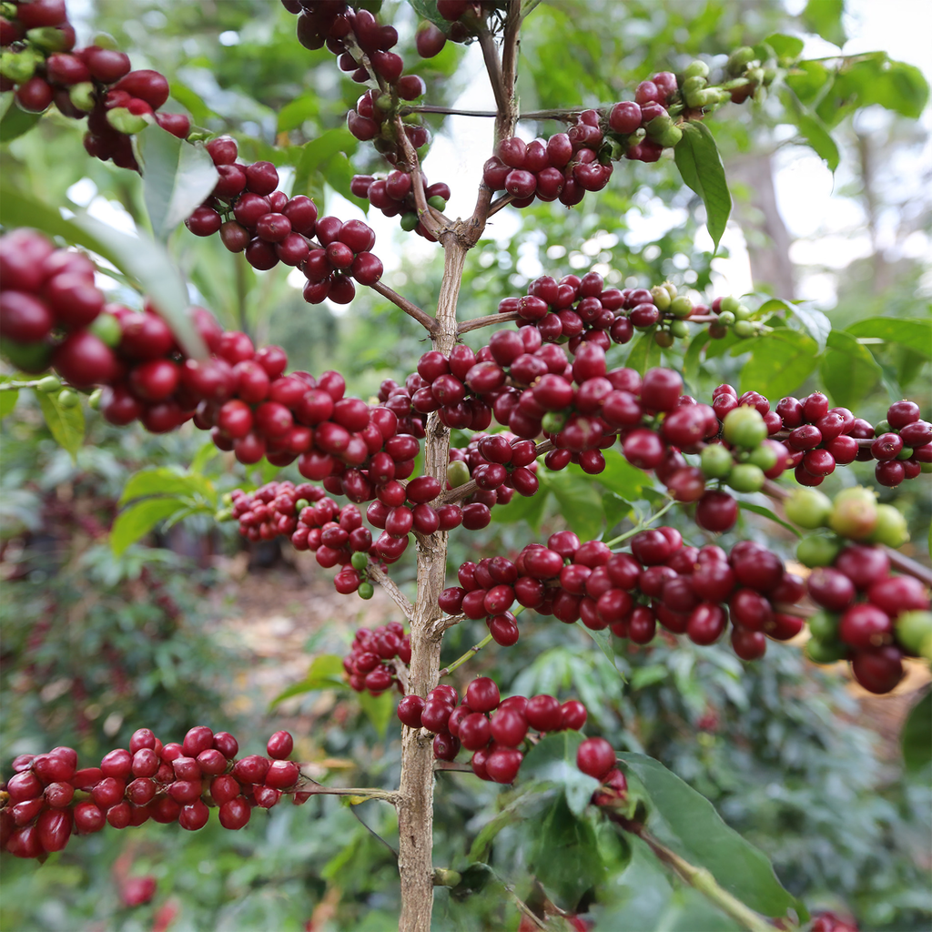 Etiopia Banko Gotiti 3.webp