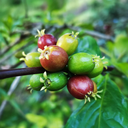 Etiopia Korupe 2.webp