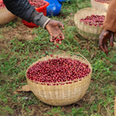 Etiopia Korupe 4.webp