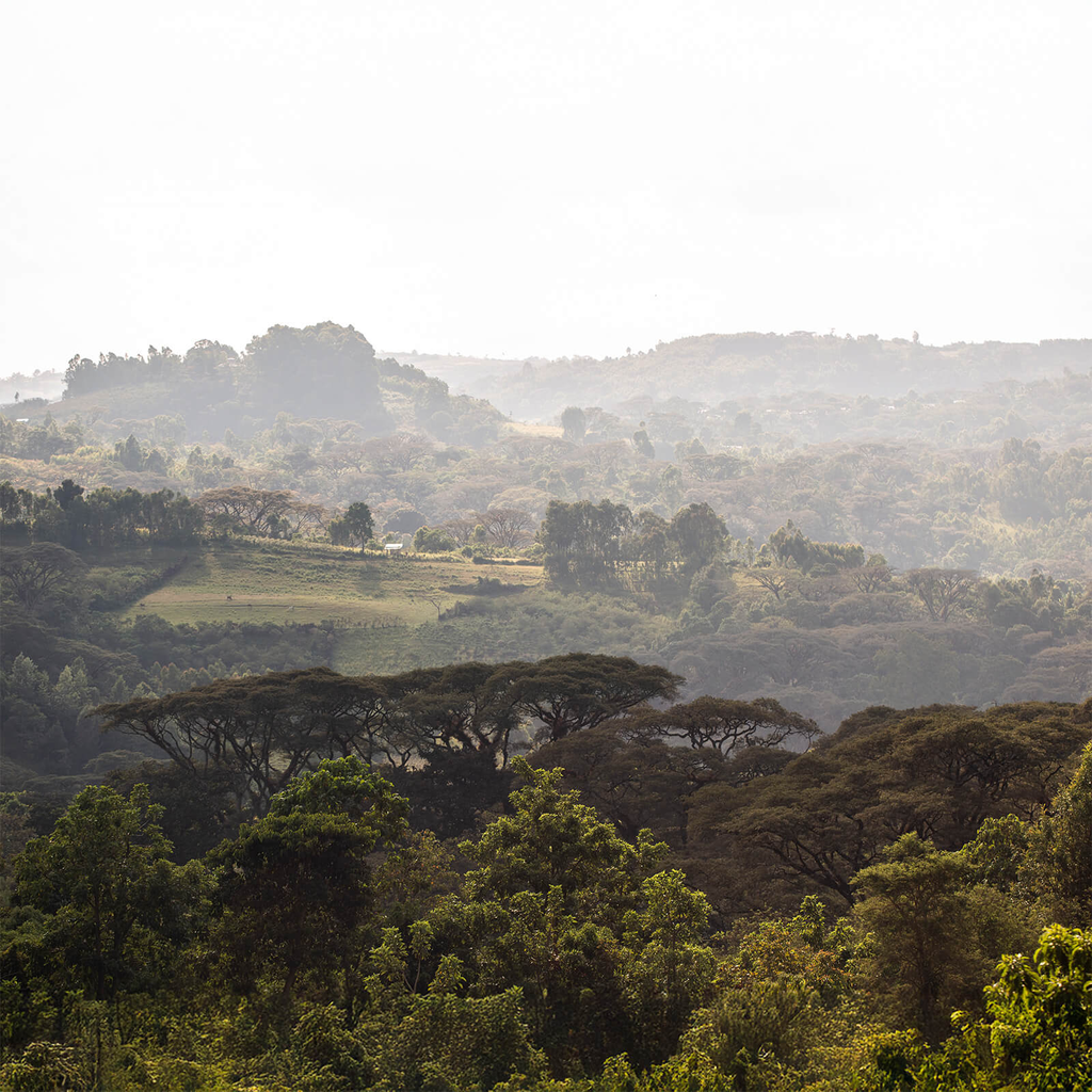 Etiopia Korupe 5.webp