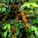 Costa Rica Beans.webp