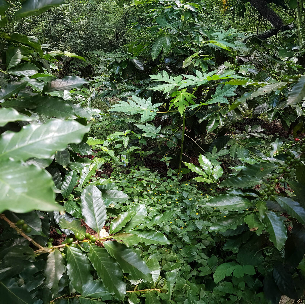 Brasil Bob O Link 3.webp