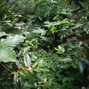 Brasil Bob O Link 3.webp