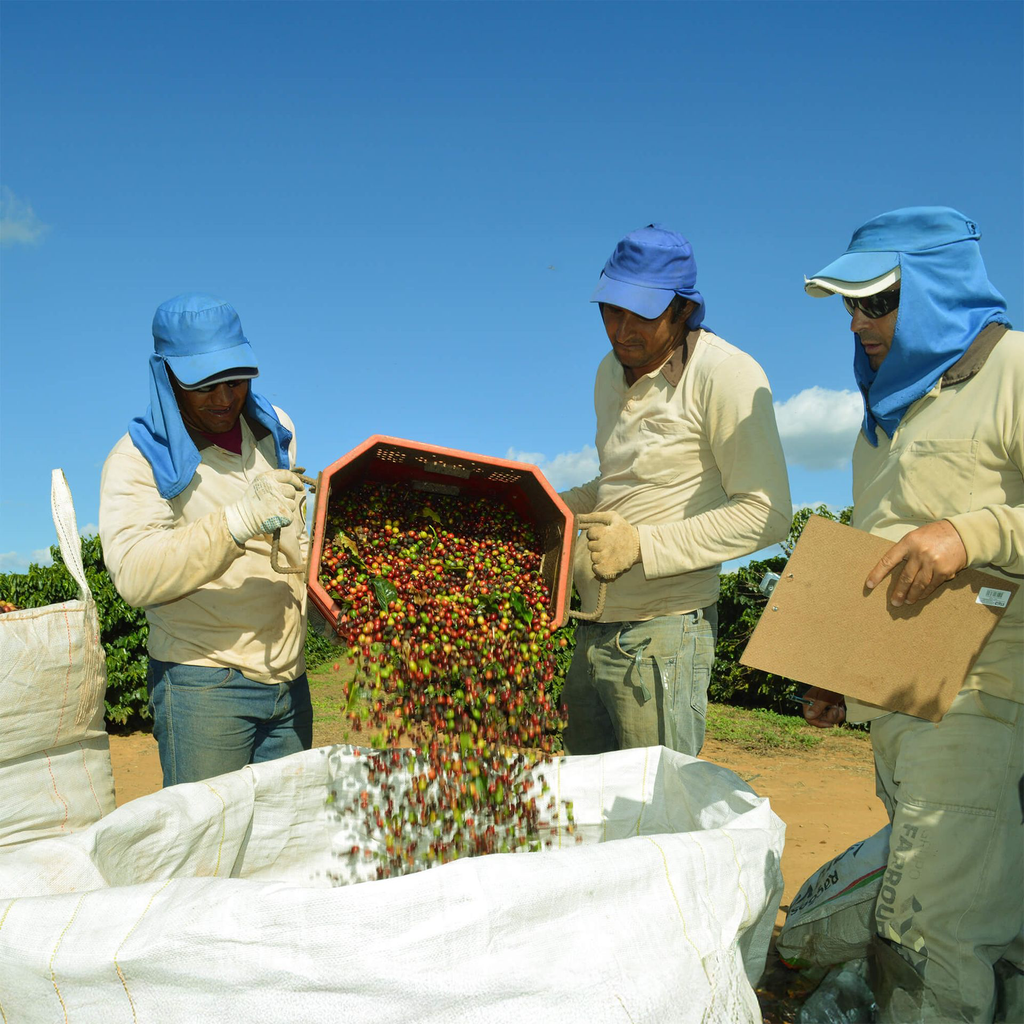 Brasil Bob O Link.webp