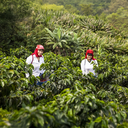 Colombia Geisha Ceres 2.webp