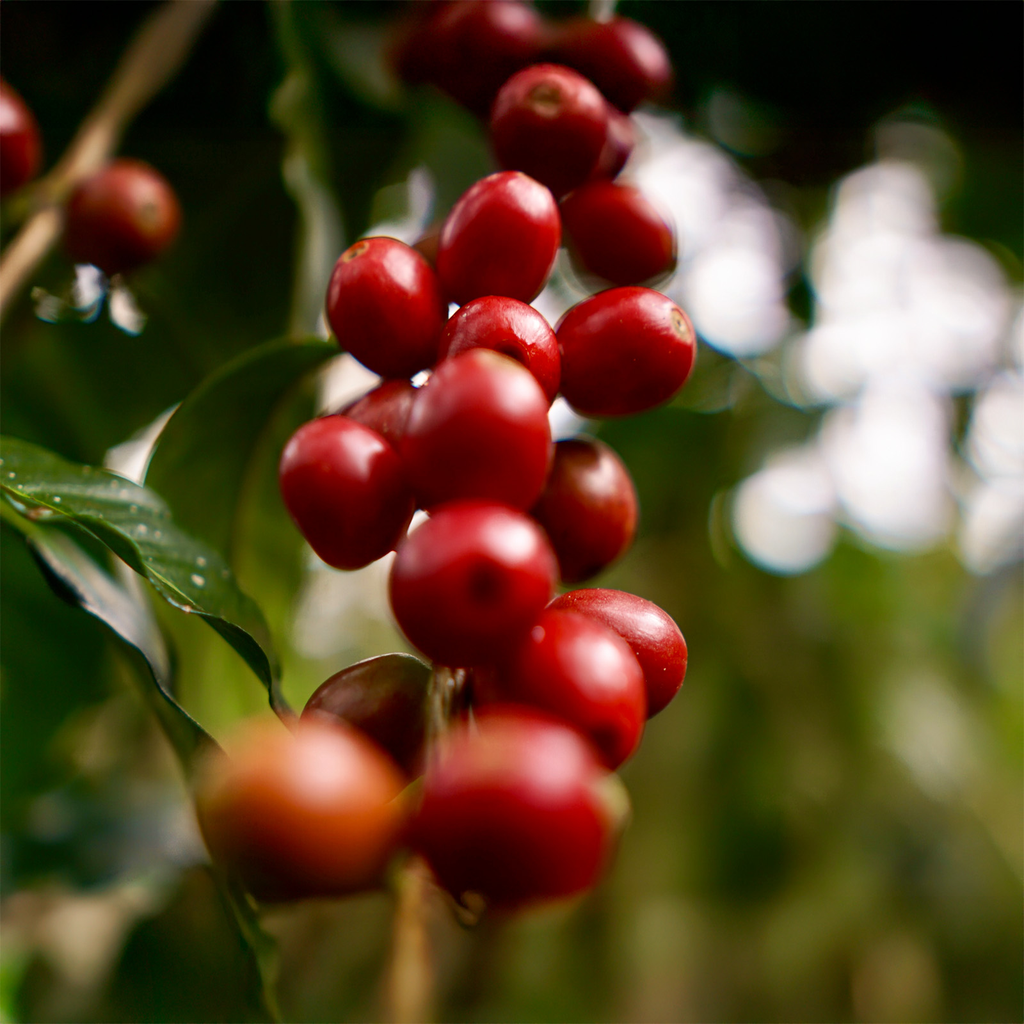 Colombia Geisha Ceres 3.webp