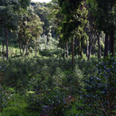 Etiopia Banko Gotiti 1.webp