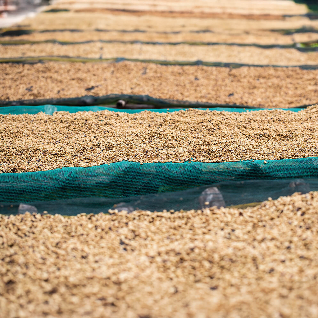 Etiopia Banko Gotiti 4.webp