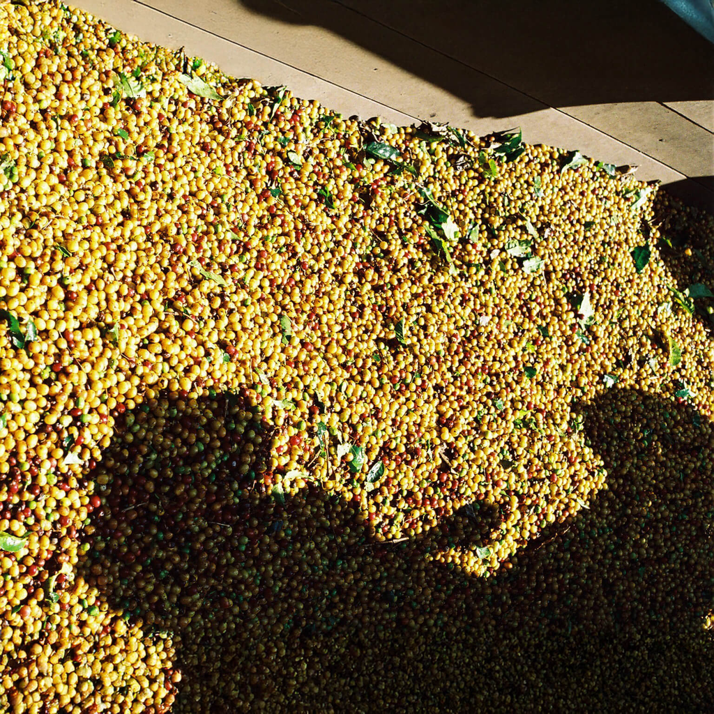 Costa Rica La Planada 3.webp