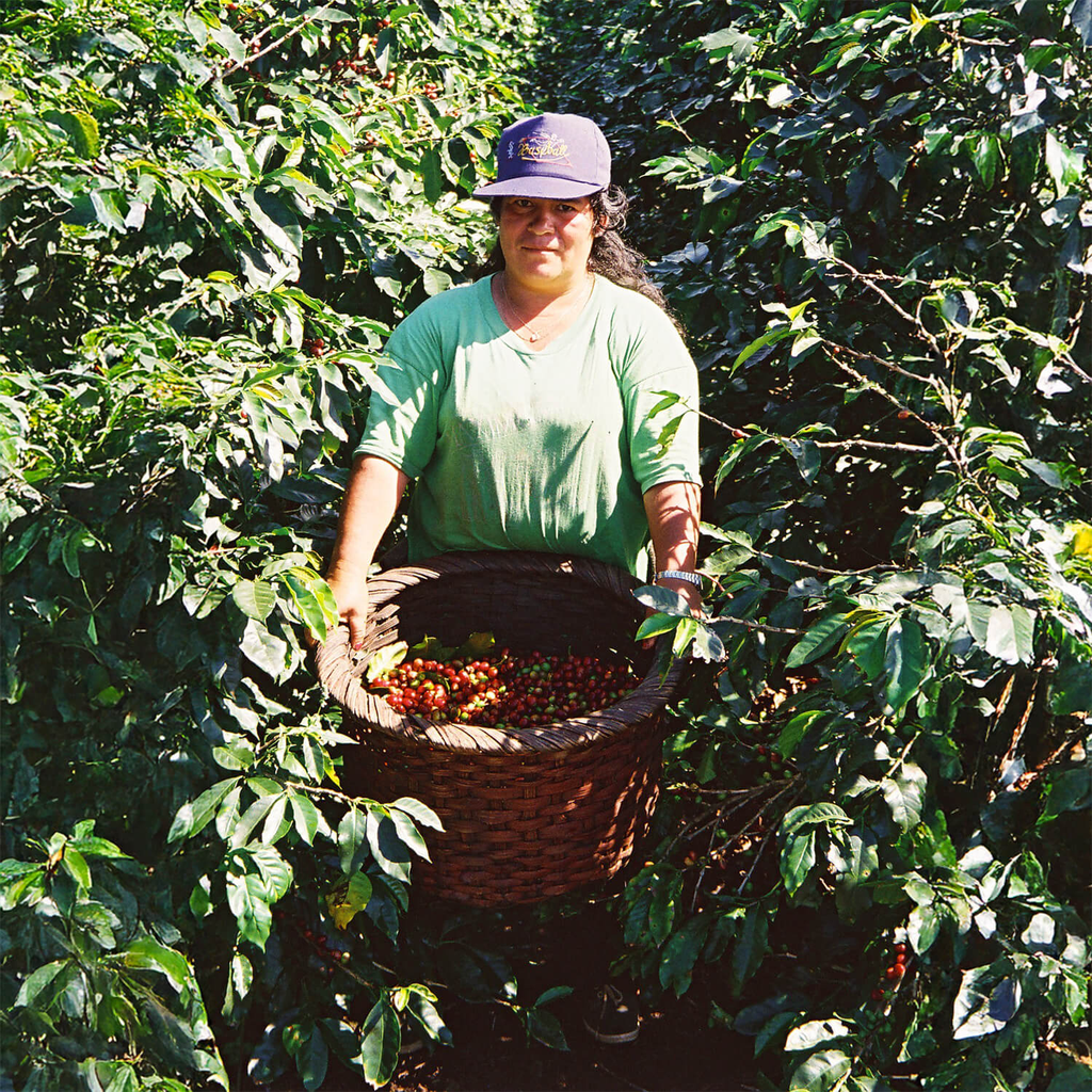 Costa Rica La Planada 4.webp