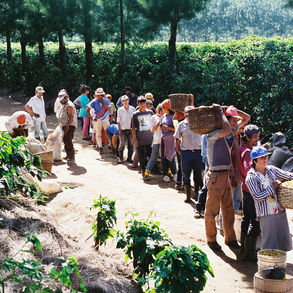 Costa Rica La Planada 5.webp