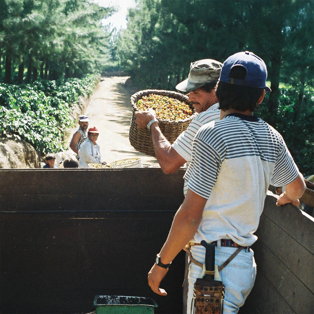 Costa Rica La Planada 6.webp