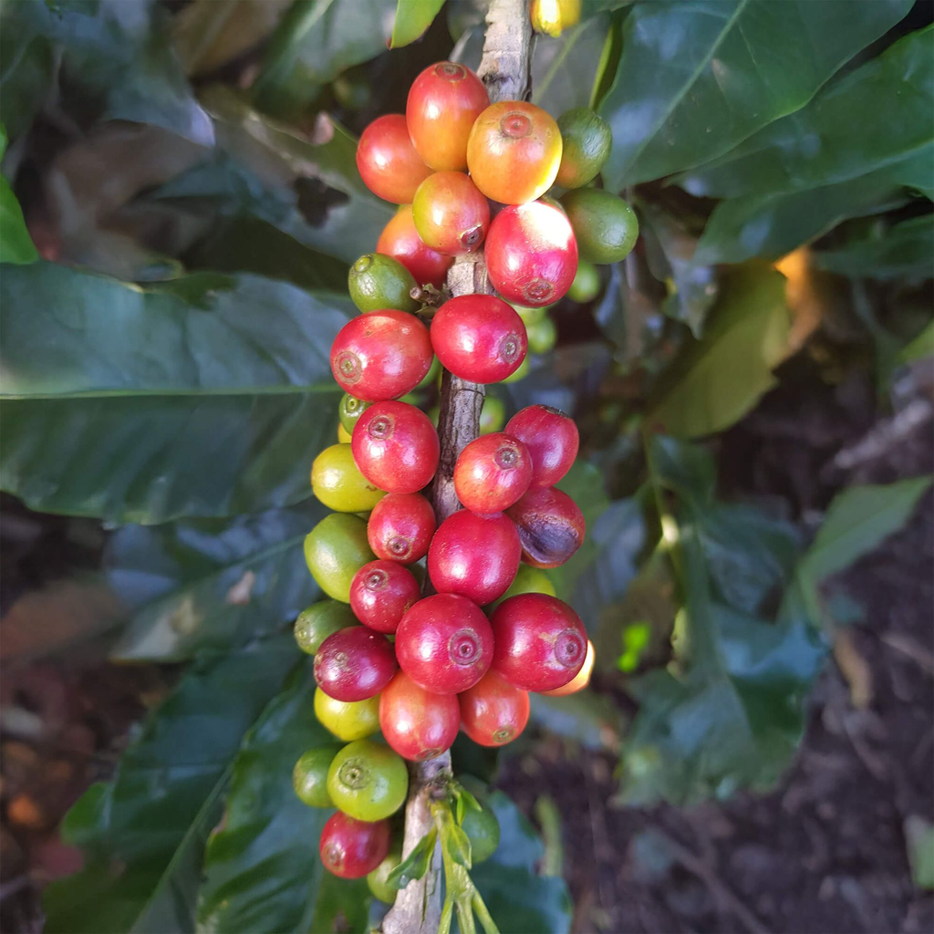 Costa Rica La Planada 2.webp