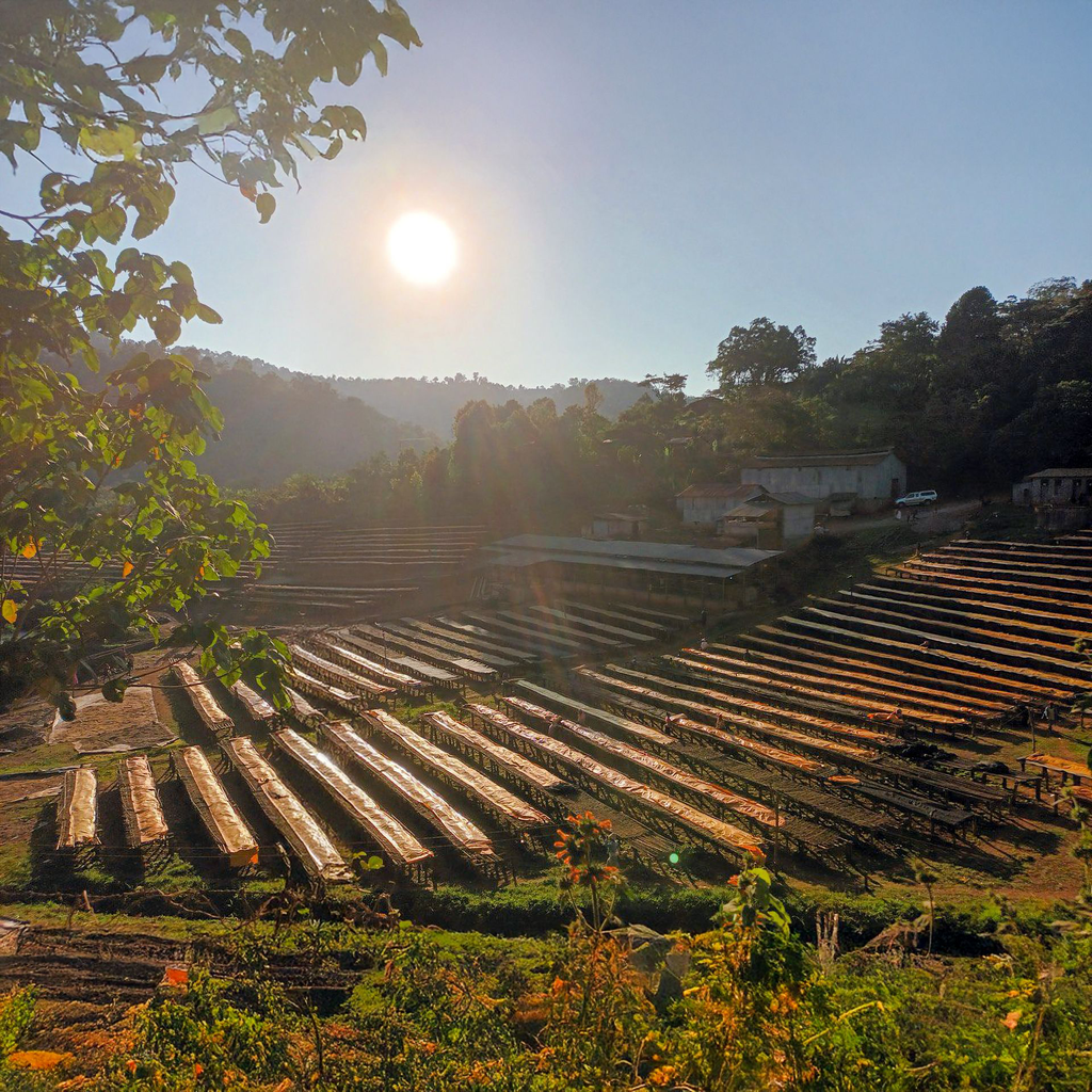 Etiopia Tabe Honey 1.webp