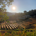 Etiopia Tabe Honey 1.webp