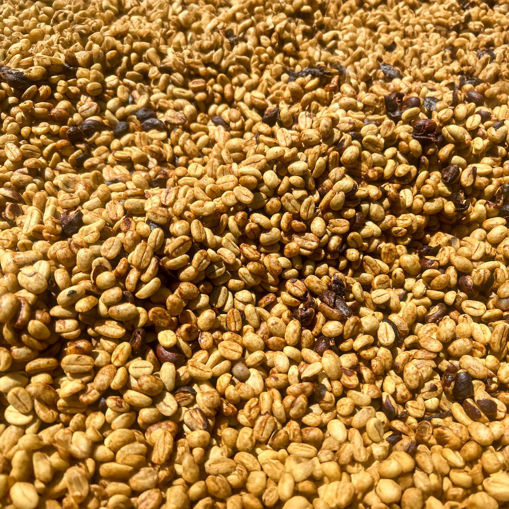 Etiopia Tabe Honey 3.webp